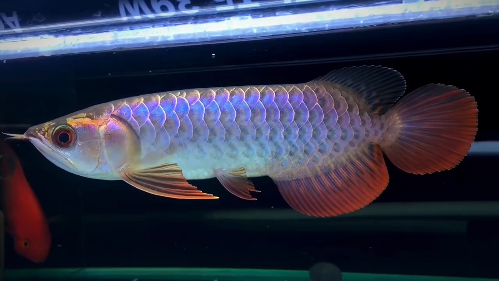 藍(lán)底過背和古典哪個好 龍魚百科 第4張 藍(lán)底過背和古典哪個好 藍(lán)底過背和古典哪個好 龍魚百科 第4張