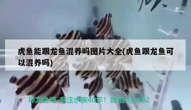 虎魚能跟龍魚混養嗎圖片大全(虎魚跟龍魚可以混養嗎)
