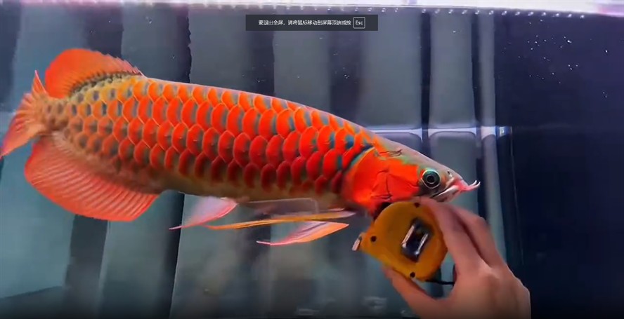 50cm超血紅龍魚,50cm超血紅龍魚,水中瑰寶驚艷亮相,50cm超血紅龍魚,水族界的璀璨之星 50cm超血紅龍魚,50cm超血紅龍魚,水中瑰寶驚艷亮相,50cm超血紅龍魚,水族界的璀璨之星