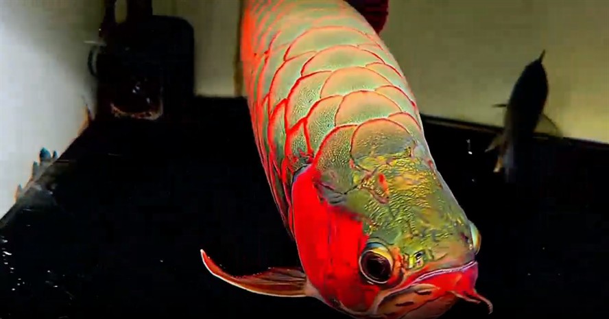 [2025]55cm極品發色超血賽級紅龍魚，55cm 賽級紅龍魚，超血發色