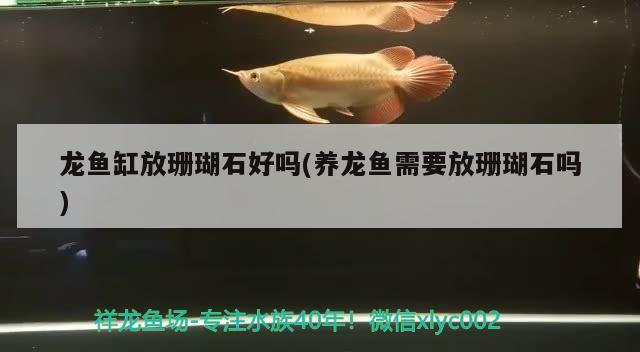 龍魚缸放珊瑚石好嗎(養龍魚需要放珊瑚石嗎)