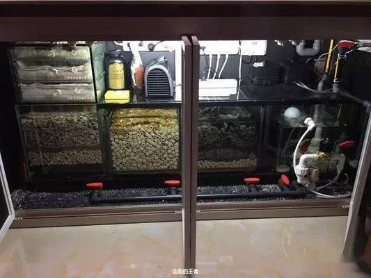 紅龍魚用黃燈烤有用嗎 濟(jì)南龍魚養(yǎng)殖場電話(濟(jì)南龍魚養(yǎng)殖場電話號(hào)碼) 觀賞魚百科 濟(jì)南龍魚養(yǎng)殖場電話(濟(jì)南龍魚養(yǎng)殖場電話號(hào)碼) 濟(jì)南龍魚養(yǎng)殖場電話(濟(jì)南龍魚養(yǎng)殖場電話號(hào)碼) 觀賞魚百科