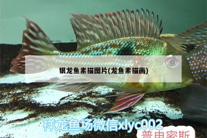 銀龍魚素描圖片(龍魚素描畫)