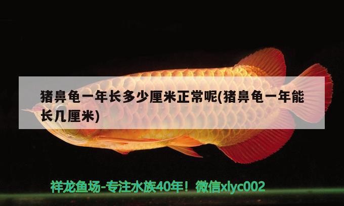 豬鼻龜一年長多少厘米正常呢(豬鼻龜一年能長幾厘米)