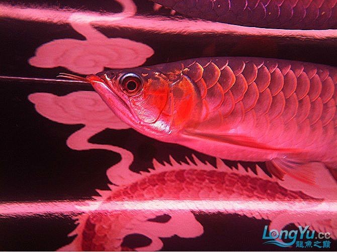 火焰尾紅龍魚(yú)：火焰尾紅龍魚(yú)市場(chǎng)價(jià)格趨勢(shì)