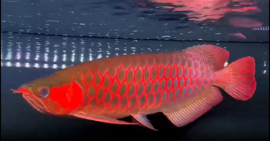滿片紅超血紅龍魚。驚艷!滿片紅超血紅龍魚,水中瑰寶,探秘滿片紅超血紅龍魚,水族界的璀璨之星,滿片紅超血紅龍魚,游弋在水中的紅色傳奇 滿片紅超血紅龍魚。驚艷!滿片紅超血紅龍魚,水中瑰寶,探秘滿片紅超血紅龍魚,水族界的璀璨之星,滿片紅超血紅龍魚,游弋在水中的紅色傳奇