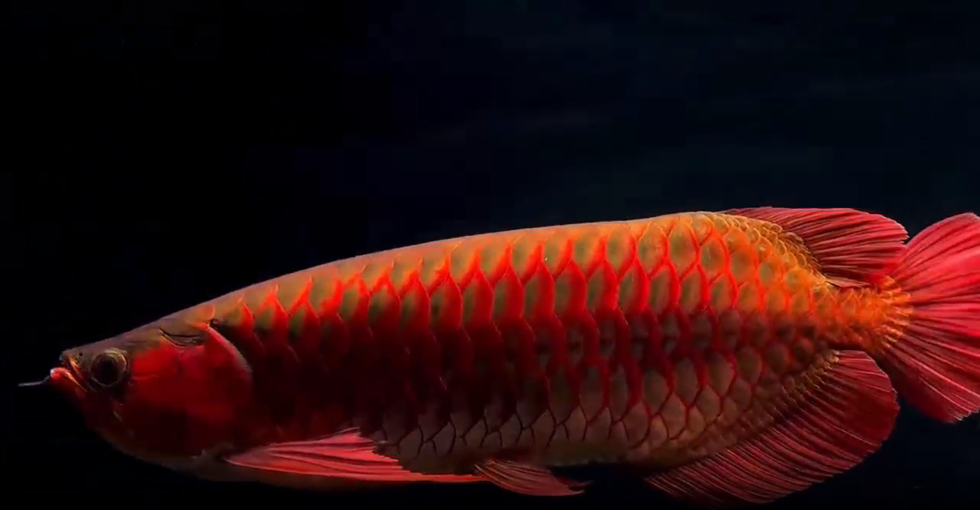 PddScreenShot_20250625120133.png 55公分賽級鯊魚嘴超血紅龍魚,55公分頂級賽級鯊魚嘴超血紅龍魚驚艷亮相 賽級紅龍魚 PddScreenShot_20250625120133.png 55公分賽級鯊魚嘴超血紅龍魚,55公分頂級賽級鯊魚嘴超血紅龍魚驚艷亮相 賽級紅龍魚