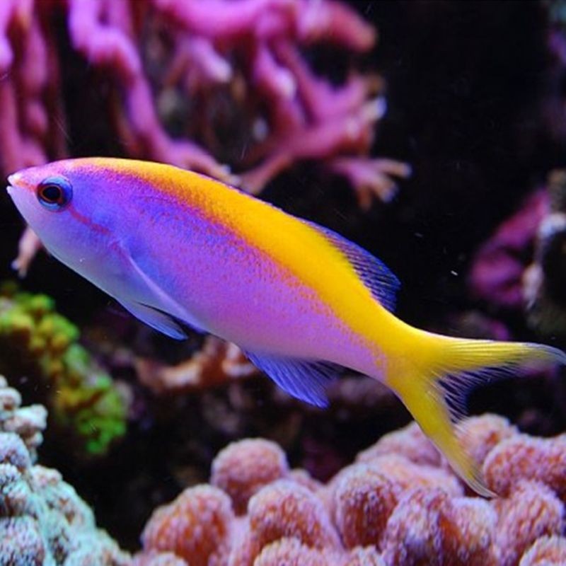 海水觀賞魚品種（海水觀賞魚品種詳細介紹：海水觀賞魚品種的詳細介紹）