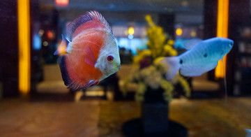 海水觀賞魚品種（海水觀賞魚品種詳細介紹：海水觀賞魚品種的詳細介紹）