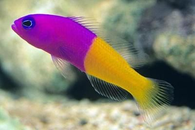 海水觀賞魚品種（海水觀賞魚品種詳細介紹：海水觀賞魚品種的詳細介紹）