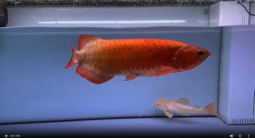 55公分賽級紅龍魚20250625，55公分賽級紅龍魚，20250625的驚艷之