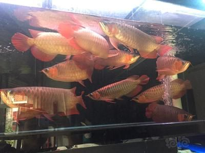 藍龍魚和紅龍魚哪個好養活：藍龍魚和紅龍魚哪個更容易于飼養