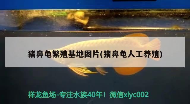 豬鼻龜繁殖基地圖片(豬鼻龜人工養殖)
