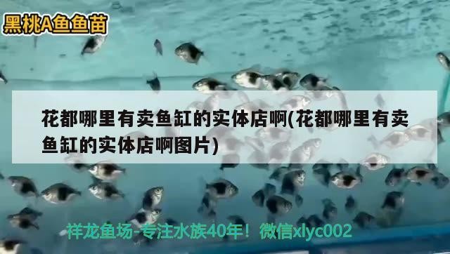 花都哪里有賣魚缸的實體店啊(花都哪里有賣魚缸的實體店啊圖片)