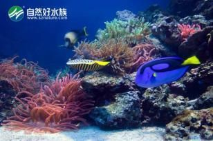慈溪哪里有賣魚缸的實體店：在慈溪市可以找到賣魚缸的實體店