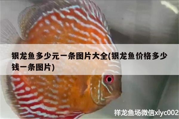 銀龍魚多少元一條圖片大全(銀龍魚價(jià)格多少錢一條圖片)