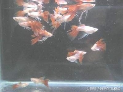 魚(yú)缸常見(jiàn)魚(yú)圖片及名稱(chēng)視頻：魚(yú)缸常見(jiàn)的魚(yú)圖片及名稱(chēng)