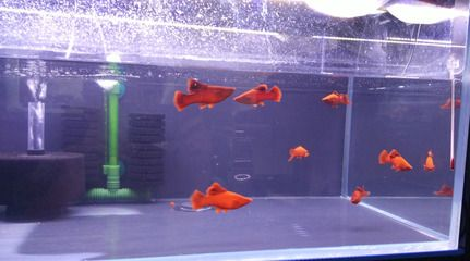 魚(yú)缸常見(jiàn)魚(yú)圖片及名稱(chēng)視頻：魚(yú)缸常見(jiàn)的魚(yú)圖片及名稱(chēng)