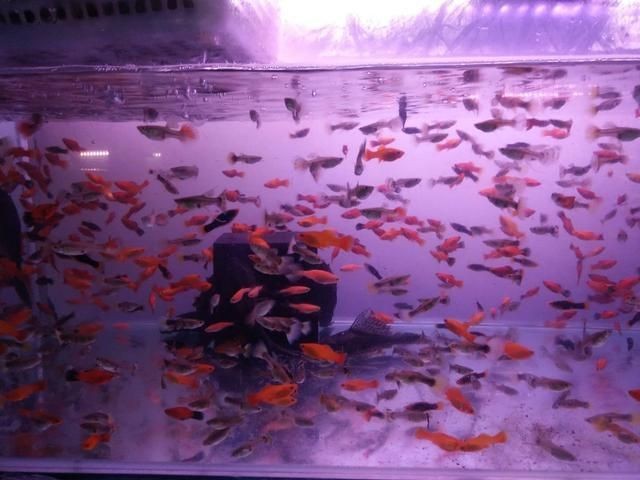 魚(yú)缸常見(jiàn)魚(yú)圖片及名稱(chēng)視頻：魚(yú)缸常見(jiàn)的魚(yú)圖片及名稱(chēng)