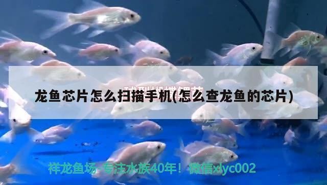 寬城夢幻水族館（寬城夢幻水族館電話）