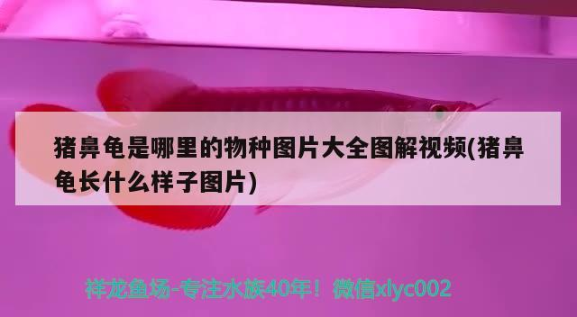 豬鼻龜是哪里的物種圖片大全圖解視頻(豬鼻龜長什么樣子圖片)