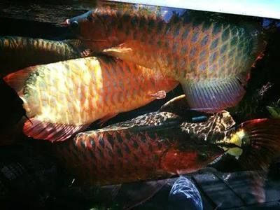 石嘴山龍魚(yú)vs祥龍魚(yú)場(chǎng)（探討石嘴山龍魚(yú)與祥龍魚(yú)場(chǎng)的差異，祥龍魚(yú)場(chǎng)可能是更好的選擇）