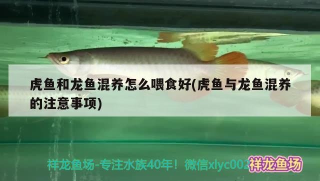 虎魚和龍魚混養怎么喂食好(虎魚與龍魚混養的注意事項)