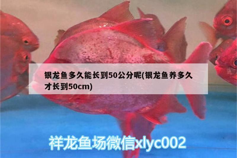 銀龍魚多久能長到50公分呢(銀龍魚養多久才長到50cm)