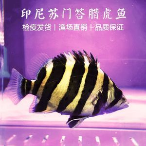 印尼虎好還是蘇虎好魚：印尼虎魚和蘇虎魚并沒有好壞之分，它們是同一種魚類的不同稱呼