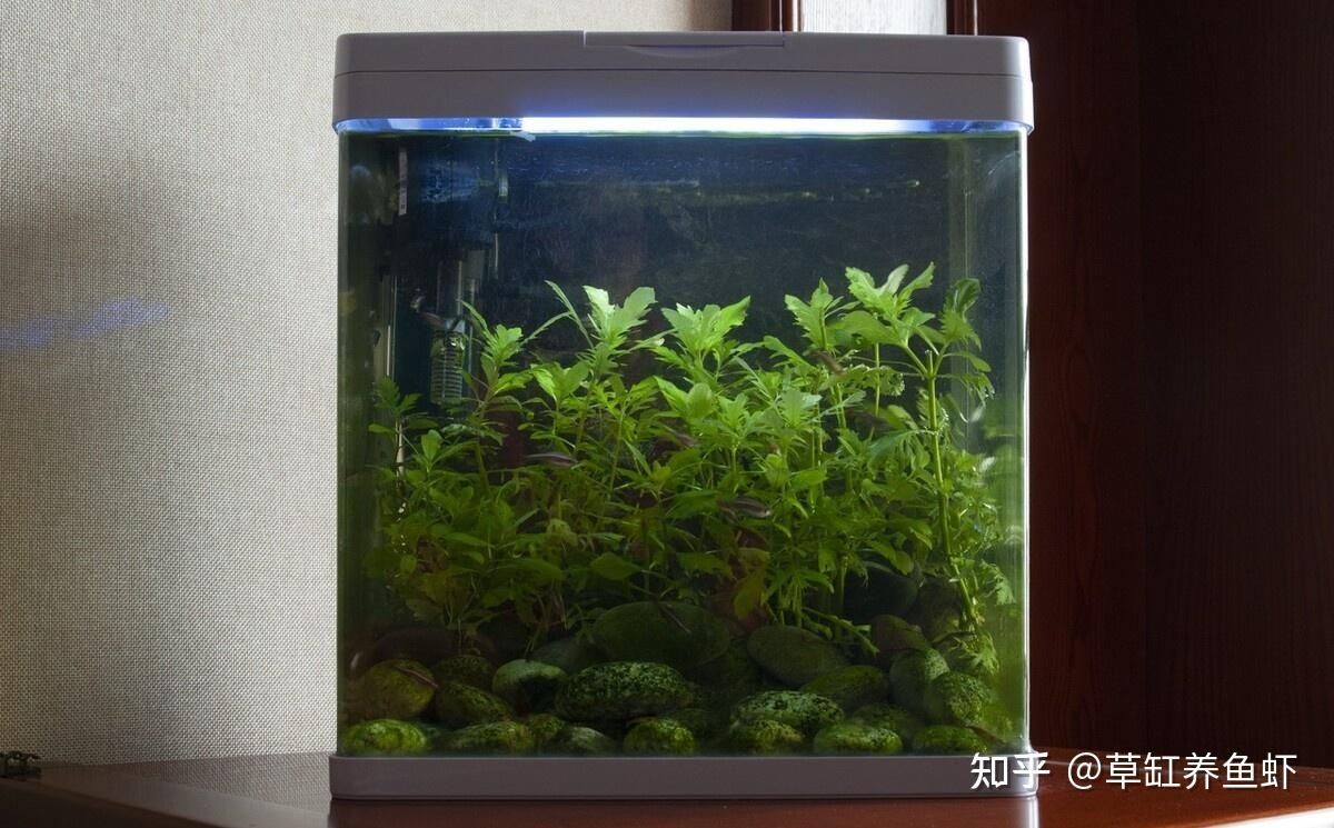 草缸還是魚缸:草缸與魚缸的區別 魚缸百科 第3張 草缸還是魚缸:草缸與魚缸的區別 草缸還是魚缸:草缸與魚缸的區別 魚缸百科 第3張