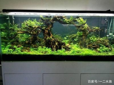 草缸還是魚缸:草缸與魚缸的區別 魚缸百科 第4張 草缸還是魚缸:草缸與魚缸的區別 草缸還是魚缸:草缸與魚缸的區別 魚缸百科 第4張