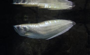 紅龍魚(yú)哪個(gè)品牌最好養(yǎng)殖的：紅龍魚(yú)飼料的十大品牌