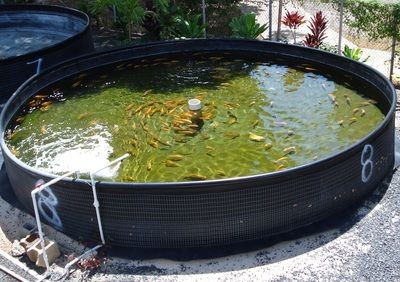 出售低價魚缸騙局套路：低價魚缸騙局識別魚缸騙局識別魚缸騙局識別魚缸騙局