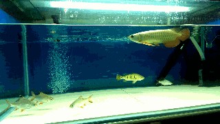 長沙市雨花區(qū)富江水族館（長沙市雨花區(qū)富江水族館地址）