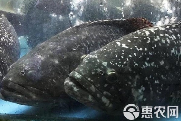 龍躉多少錢一斤