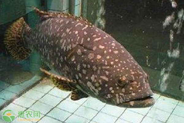 龍躉多少錢一斤