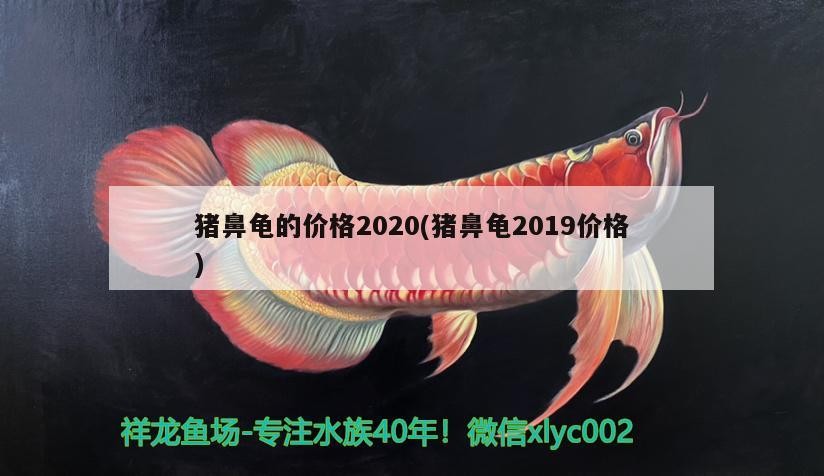 豬鼻龜?shù)膬r(jià)格2020(豬鼻龜2019價(jià)格)
