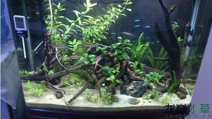 大魚缸不養魚造景可以嗎：大魚缸不養魚也可以進行造景