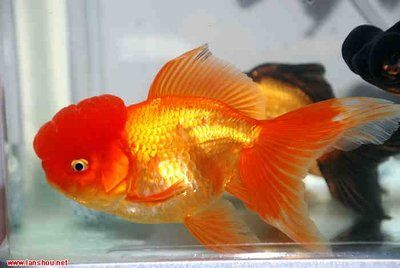 大魚缸介紹：大型魚缸的常用材質包括水晶玻璃、亞克力和膠合玻璃