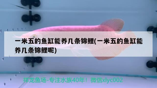 一米五的魚缸能養幾條錦鯉(一米五的魚缸能養幾條錦鯉呢)