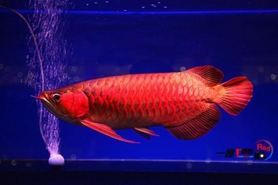 紅龍魚換水設備推薦:紅龍魚的換水設備使用注意事項 紅龍魚百科 第2張 紅龍魚換水設備推薦:紅龍魚的換水設備使用注意事項 紅龍魚換水設備推薦:紅龍魚的換水設備使用注意事項 紅龍魚百科 第2張