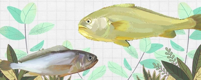 大黃魚和小黃魚一樣嗎有什么區別