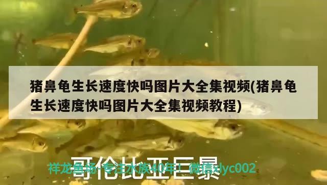豬鼻龜生長速度快嗎圖片大全集視頻(豬鼻龜生長速度快嗎圖片大全集視頻教程)