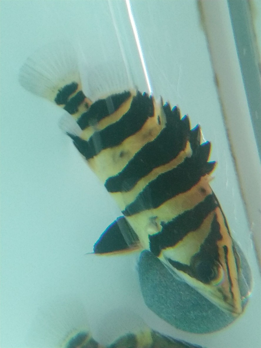 小虎魚身上的黑點能否退除