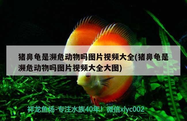 豬鼻龜是瀕危動(dòng)物嗎圖片視頻大全(豬鼻龜是瀕危動(dòng)物嗎圖片視頻大全大圖) 豬鼻龜是瀕危動(dòng)物嗎圖片視頻大全(豬鼻龜是瀕危動(dòng)物嗎圖片視頻大全大圖) 豬鼻龜百科