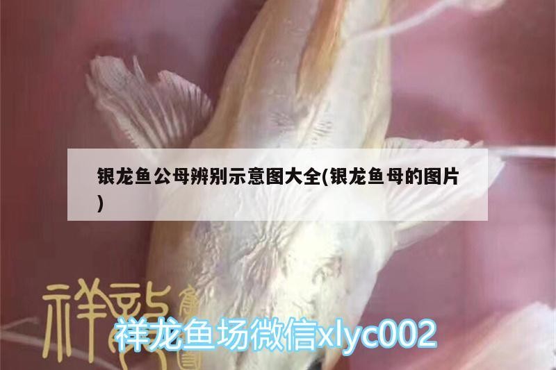 銀龍魚公母辨別示意圖大全(銀龍魚母的圖片) 銀龍魚公母辨別示意圖大全(銀龍魚母的圖片) 銀龍魚百科 第2張