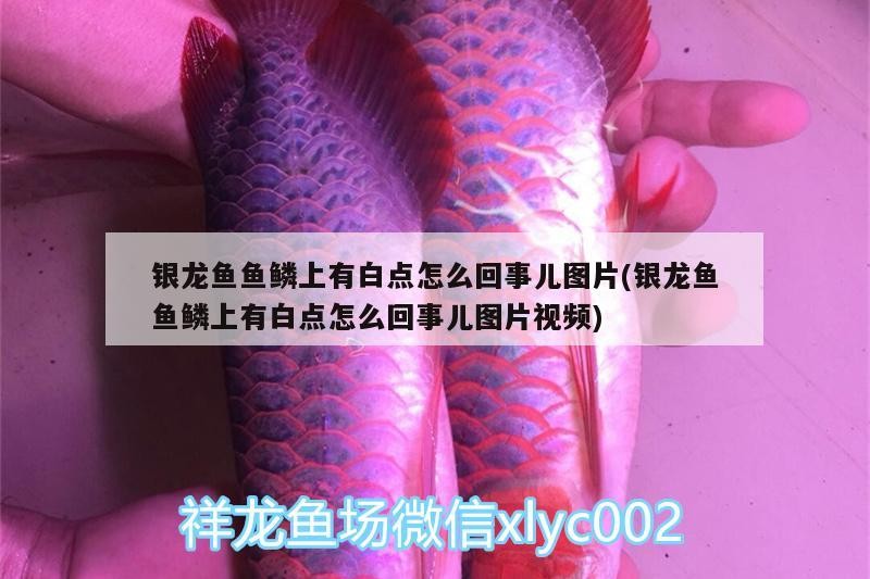 銀龍魚魚鱗上有白點怎么回事兒圖片(銀龍魚魚鱗上有白點怎么回事兒圖片視頻)