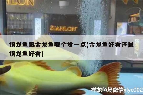 銀龍魚跟金龍魚哪個貴一點(金龍魚好看還是銀龍魚好看) 銀龍魚跟金龍魚哪個貴一點(金龍魚好看還是銀龍魚好看) 銀龍魚百科