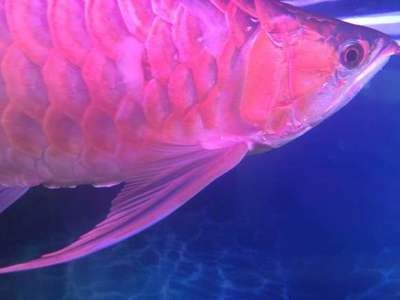 紅龍魚吧百度貼吧：紅龍魚養殖經驗分享 紅龍魚吧百度貼吧：紅龍魚養殖經驗分享 紅龍魚百科 第1張