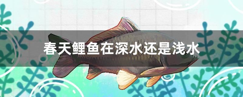 春天鯉魚在深水還是淺水 春天鯉魚在深水還是淺水 魟魚百科